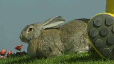 天线宝宝里的巨型兔子什么梗 天线宝宝身高超2米身边兔子也是巨型的